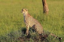 3 days Tarangire, Ngorongoro & Lake Manyara package