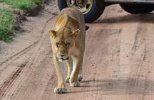 3 days Tarangire, Ngorongoro & Lake Manyara package