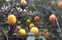 Secret Gardens of London Private Tour