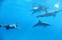 Private Speed Boat to DOLPHINS House & Water activities -HURGHADA