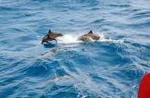 Dolphins house Snorkeling Trip By a Private Speed Boat - El Gouna