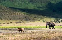 2 days quick trip to Mikumi National park