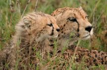 Day Tour: Ngorongoro Conservation Area