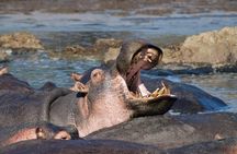 Day Tour: Ngorongoro Conservation Area