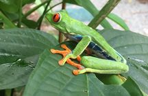 Rain forest, Wild life, Waterfall and Chocolate Private Tour