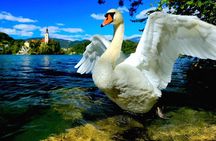 Lake Bled Half Day Excursion from Ljubljana