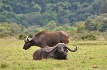 7 Days Tanzania Small Group Safari