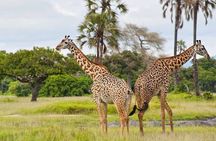 Tanzania Safari Join Group