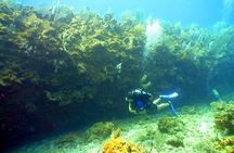 Roatan Shore Diving Experience, Island Lunch & Transportation