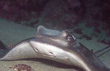 Full-Day (2 dives) Scuba Diving at Goat Island Marine Reserve