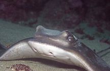 3-Day Open Water Dive Course 