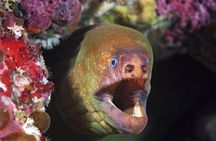 Full-Day (2 dives) Scuba Diving at Goat Island Marine Reserve