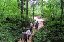 Yakusugi Cedar Forest Walking Tour on Yakushima Island