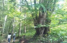 Yakusugi Cedar Forest Walking Tour on Yakushima Island
