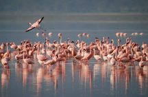 9 Days / 8 Nights Join group Safari 