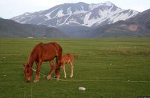 Trekking in Aksu-Zhabagly nature reserve (2 days)