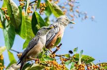 Phulchoki bird-watching tour