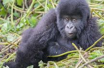 1-Day Rwanda Gorilla Tour
