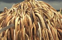 Private Half day tour: Nairobi park, Elephant & Giraffe Centre 