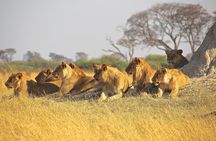  half Day TOURS/NAIROBI NATIONAL PARK/ELEPHANT & GIRAFFE CENTRE