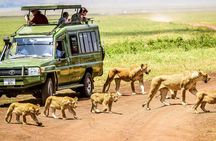 5 Days Private Safari- Tarangire, Serengeti, Ngorongoro & Manyara