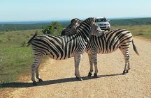 Addo Elephant Safari and Horseback Riding in Addo Combo