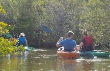 Fully Guided Kayaking Backwater Manatee and Dolphin Tour