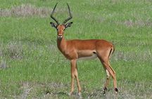Trip for backpackers – Ngorongoro, Tarangire, Mt. Oldeani 