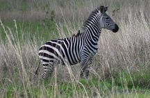 Trip for backpackers – Ngorongoro, Tarangire, Mt. Oldeani 
