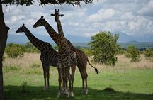 Trip for backpackers – Ngorongoro, Tarangire, Mt. Oldeani 