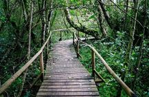 Valdivian Forest, Fray Jorge National Park and Valle del Encanto -Full day
