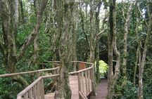 Valdivian Forest, Fray Jorge National Park and Valle del Encanto -Full day