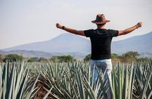 José Cuervo Tequila Day Experience from Guadalajara