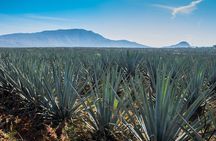 José Cuervo Tequila Day Experience from Guadalajara
