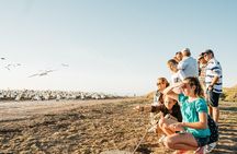 Gannet Safaris Overland tour to Cape Kidnappers Gannet Colony