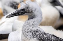 Gannet Safaris Overland tour to Cape Kidnappers Gannet Colony