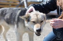 Dog Camp Activity and Pan for Gold from Skagway