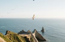 Private tour to Cape Kidnappers Gannet Colony