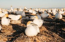 Private tour to Cape Kidnappers Gannet Colony