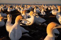 Exclusive SUNRISE tour to Cape Kidnappers