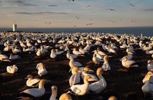 Exclusive SUNRISE tour to Cape Kidnappers