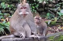 6 Days Best Of Bali And Nusa Penida All Inclusive Private Tour