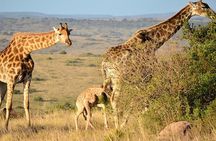 Safari Game Drive & Rhino Walks In The Mosi-oa-Tunya National Park