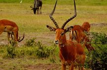 Lake Nakuru park/LakeNaivasha boat ride Riftvalley Day trip