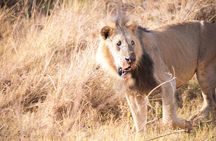 Nairobi National Park/elephant Sanctuary/giraffe Centre & Lunch At Carnivore