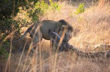  5 hours Nairobi national park drive