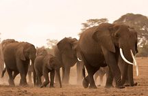Amboseli national park private Day tour from Nairobi