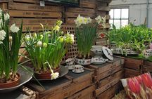 Keukenhof & FlowerFarm Tour From Amsterdam Skip-The-Line tickets