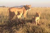 4 Days Exciting Camping Safaris Serengeti Tanzania