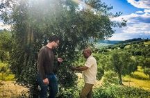 Discovering extra virgin olive oil